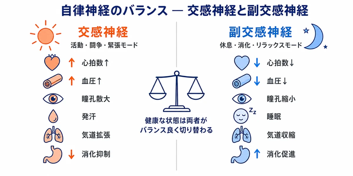 自律神経のバランス図 — 交感神経(活動・闘争モード)と副交感神経(休息・消化モード)の役割比較