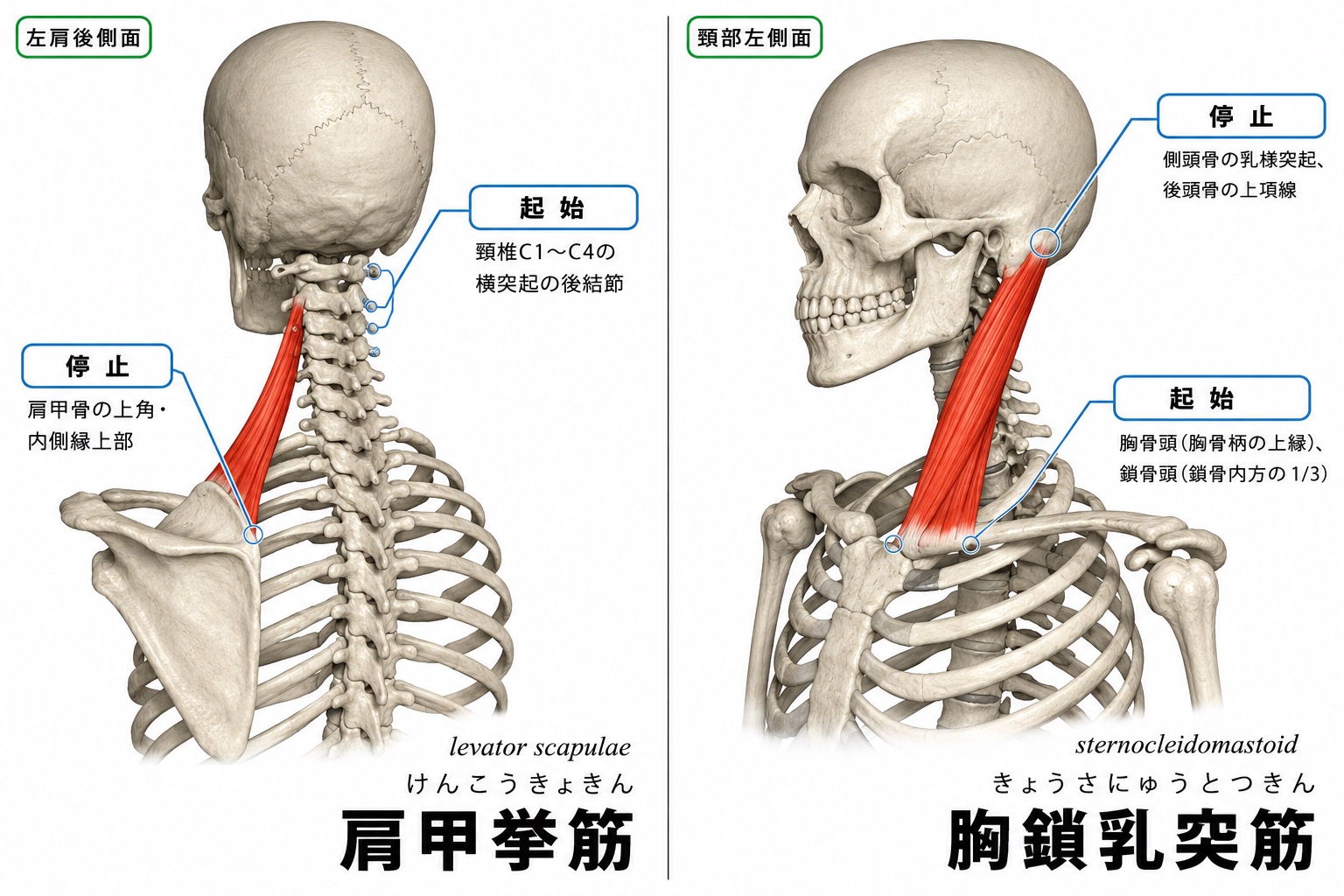 寝違えに関連する代表的な筋(肩甲挙筋・胸鎖乳突筋)の解剖図 — 起始と停止